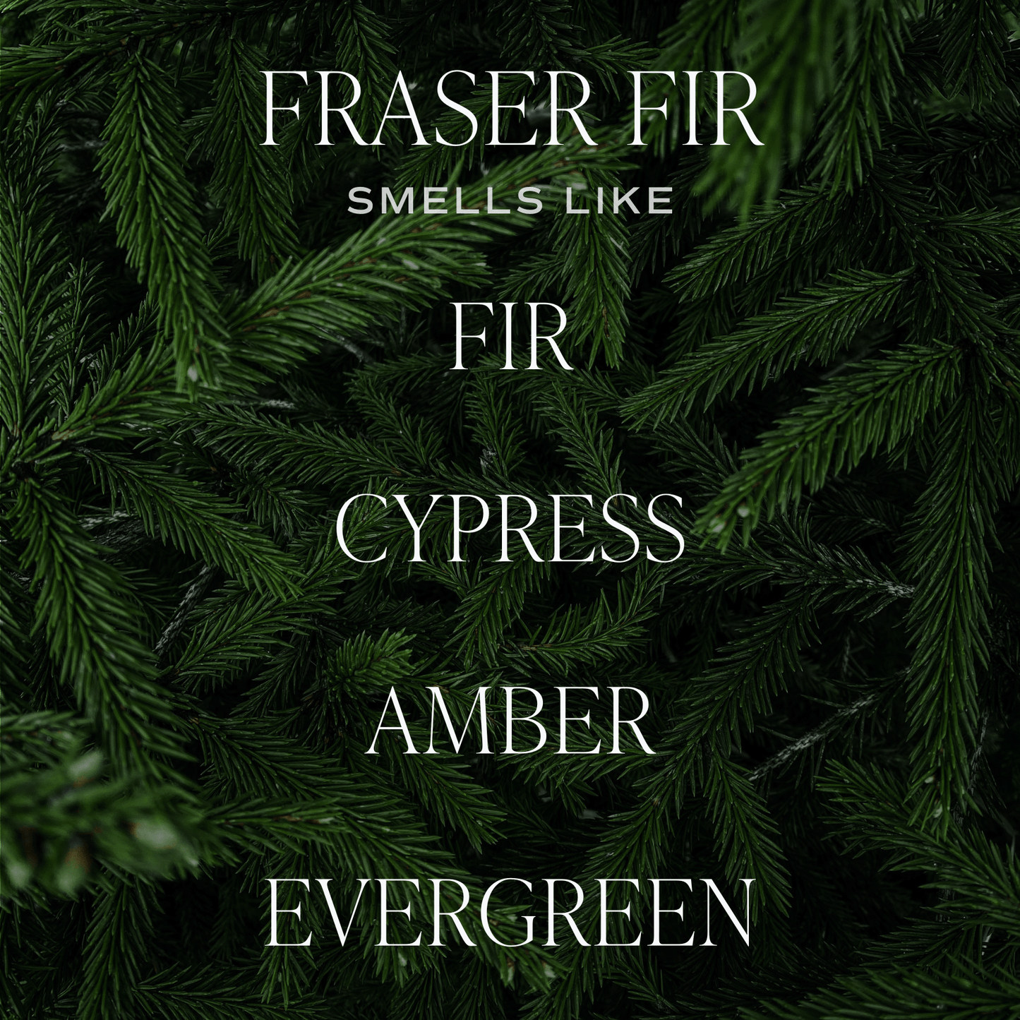Fraser Fir Hanging Air Freshener - SPARROW