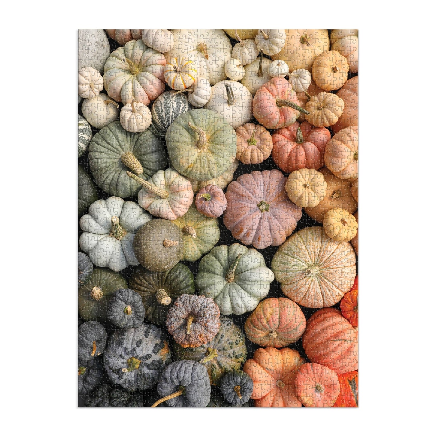 Heirloom Pumpkins 1000 Piece Puzzle in Square Box - SPARROW